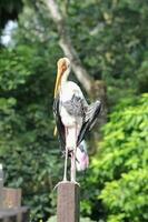 gelber Schnabelstorch foto