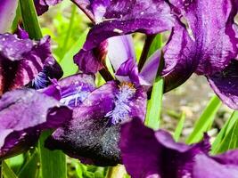 Pygmäe Iris oder Zwerg Iris Pumila Hybrida Caerulea Blühen mit Single lila blüht. Iris pumila. wild Blumen auf das Blumenbeet im Frühling. foto