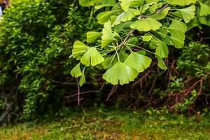 frisch hell Grün Blätter von Ginkgo biloba. natürlich Blatt Textur Hintergrund. Geäst von ein Ginkgo Baum im Nitra im Slowakei. Latein Name Ginkgo biloba l. foto