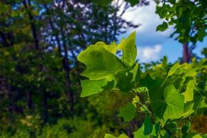 Tulpe Baum Geäst mit Blumen und Knospen. Latein Name Liriodendron Tulipifera l foto