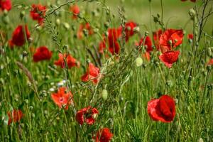 Sommerzeit in Westfalen foto