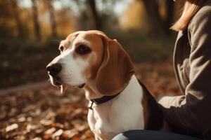 schön Beagle Hund im das Herbst Park. Beagle Hund mit Eigentümer. ai generiert foto