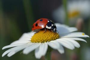 Marienkäfer auf Kamille Blume, Marienkäfer auf Kamille, ein süß rot Marienkäfer auf ein Weiß Kamille Blume mit beschwingt Grün Blätter, ai generiert foto