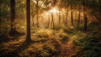 Herbst Wald leuchtet im beschwingt Orange Sonnenlicht generiert durch ai foto