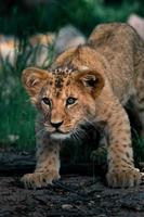 südafrikanischer Löwe foto