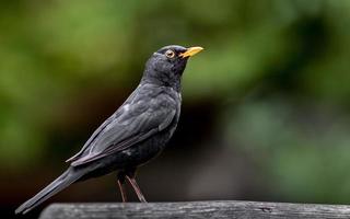 Porträt der gemeinsamen Amsel foto