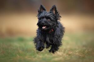 Porträt von ein schottisch Terrier draußen im Natur. ai generiert foto