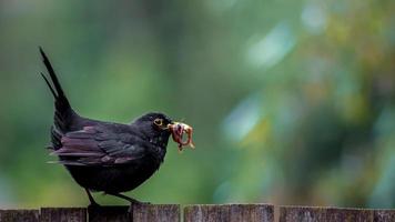 gemeine Amsel mit Wurm foto