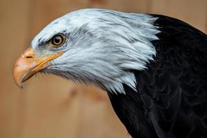 Porträt des Weißkopfseeadlers foto