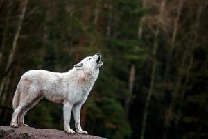 Porträt des arktischen Wolfes foto