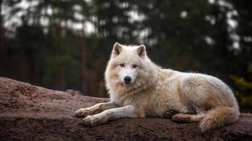 Porträt des arktischen Wolfes foto