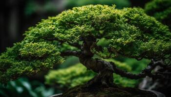 immergrün Baum im still Szene, symbolisieren Umwelt Erhaltung und Kulturen generiert durch ai foto