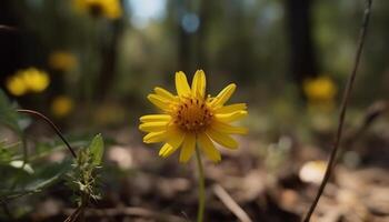 Gelb Gänseblümchen blühen im Wiese, umgeben durch frisch Grün Wachstum generiert durch ai foto