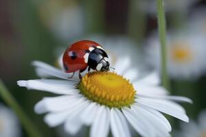 Marienkäfer auf Kamille Blume, Makro Fotografie von Marienkäfer, ein süß rot Marienkäfer auf ein Weiß Kamille Blume mit beschwingt Grün Blätter, ai generiert foto