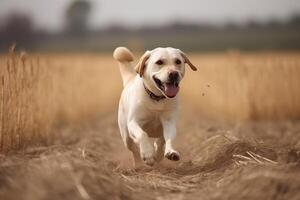 Labrador Retriever Laufen im das Feld auf ein sonnig Tag ai generiert foto