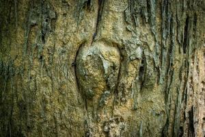 Holz strukturiert von einem Baum foto