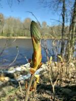 schön hell Gelb Blumen Tussilago Farfara zuerst Frühling Primeln foto