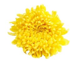 gelbe Farbe Chrysantheme