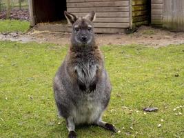 ein Wallaby in einem Grasgehege mit einem Holzschutz foto