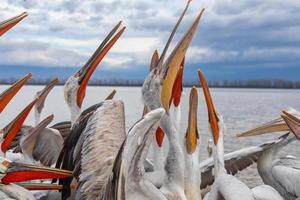 dalmatinischer Pelikan im Kerkini-See in Nordgriechenland foto