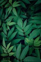 grüne Pflanzenblätter in der Natur foto