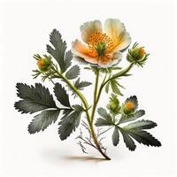 Blume Potentilla Illustration ai generiert foto