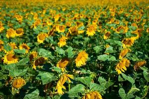 Sonnenblumen Feld beim Sommer- Tag foto