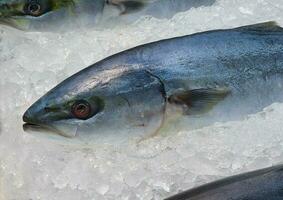 gefroren Fisch und Meeresfrüchte auf Eis im Supermarkt foto