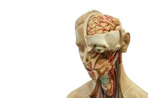 ein Mensch Organ Modell- zum medizinisch Zwecke foto