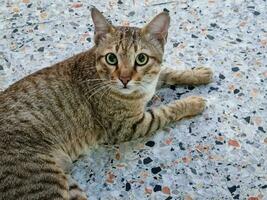 schön gemustert Katze mit Augen foto