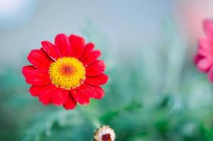 rote Gazania-Gartenpflanze in der Blume