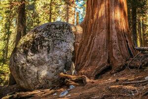 Mammutbaum Baum Felsen wachsend foto