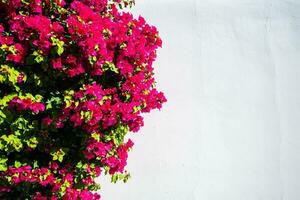 Blumen- Mauer Nahansicht foto
