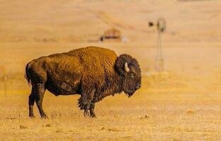 amerikanisch Wiese Bison foto