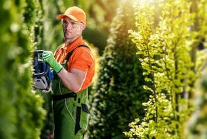 Thuja Grün Mauer Gestaltung foto