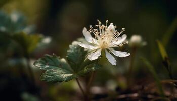 Single Wildblume im Wiese, zart Schönheit im Natur Wachstum generiert durch ai foto