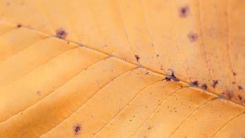 extremes Nahaufnahmemakro eines Herbstblattes mit feinem Detail foto