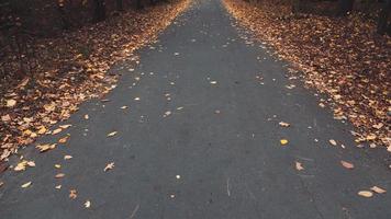 Herbst Forststraße foto