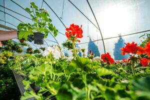 Gewächshaus Blumen Anbau foto