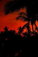 tropisch Abend Aussicht foto