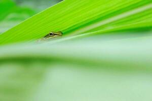 wenig Frosch versteckt im das Blätter foto