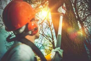 Baum Geäst Profi Schneiden foto