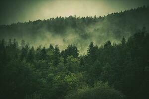 Wald Hügel bedeckt durch Nebel foto