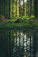 tief im Wald foto