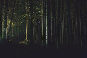 Nacht Zeit Regenfall im Wald foto