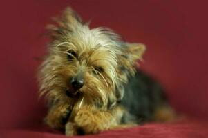 Hündchen Hund seidig Terrier foto