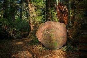 dauerhaft Redwood Baum Bauholz foto