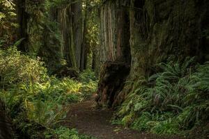 szenisch Redwood Wald Weg foto