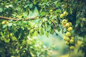 organisch Äpfel auf ein Baum foto