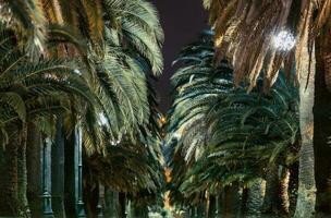 Palme Bäume Gasse beim Nacht foto